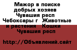  Мажор в поиске добрых хозяев - Чувашия респ., Чебоксары г. Животные и растения » Кошки   . Чувашия респ.